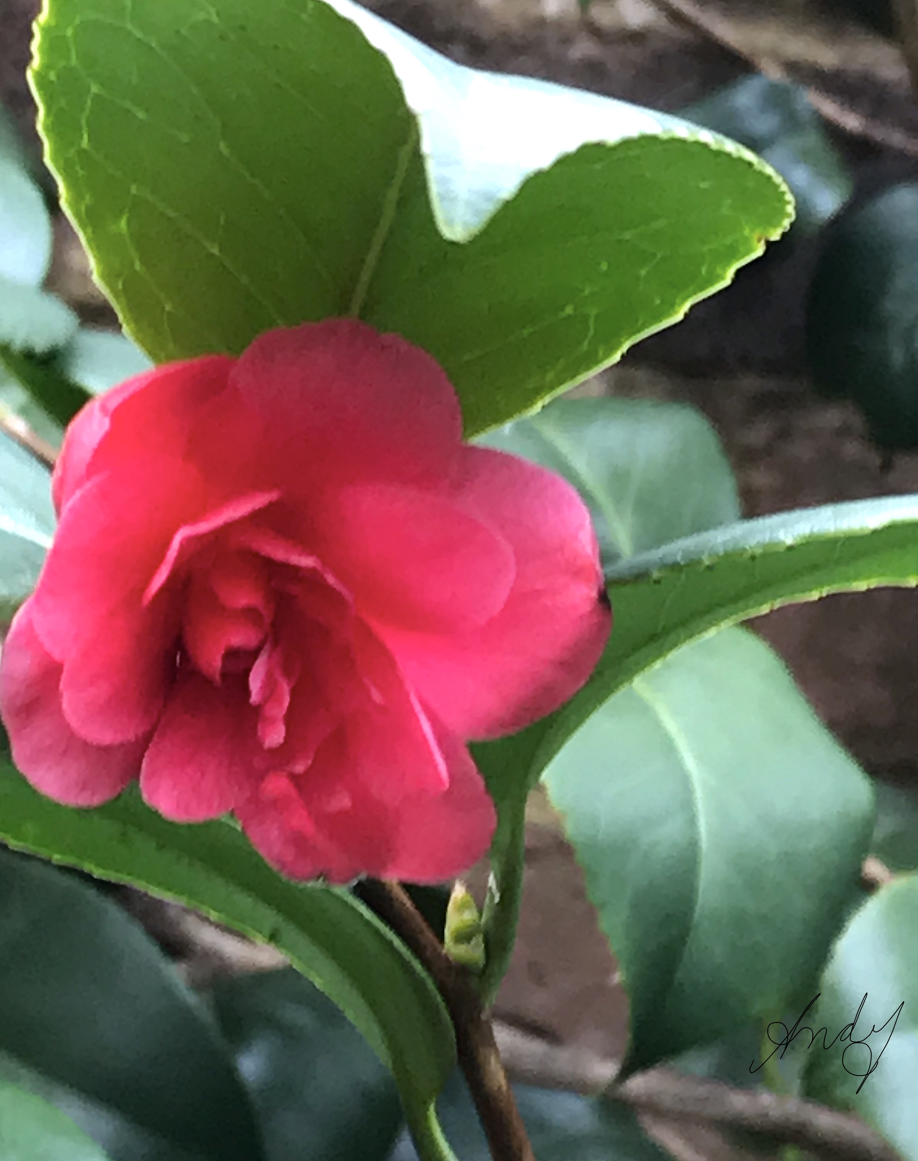 Camellia-2.JPG