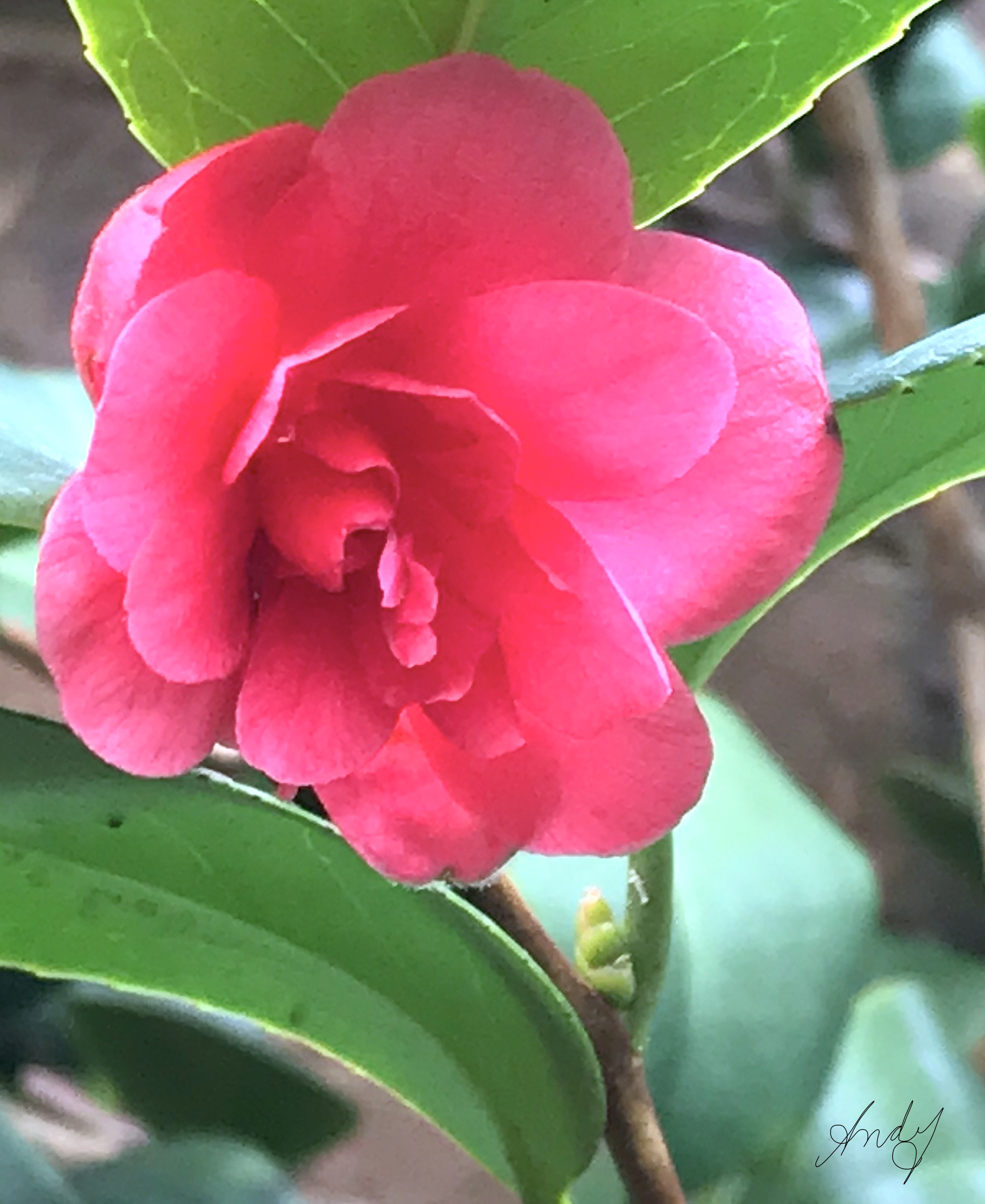 Camellia-Flower.JPG