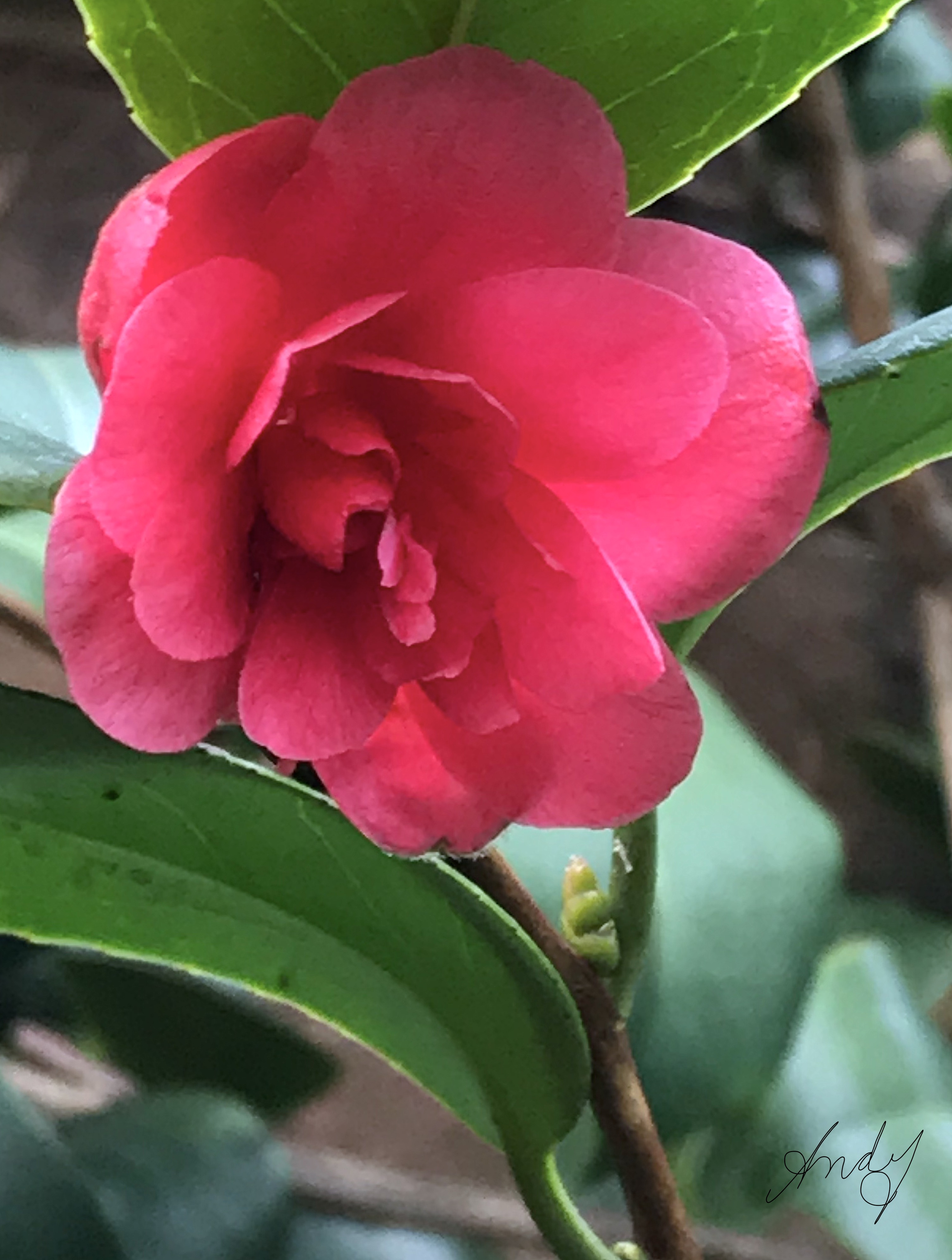 Camellia-3.JPG