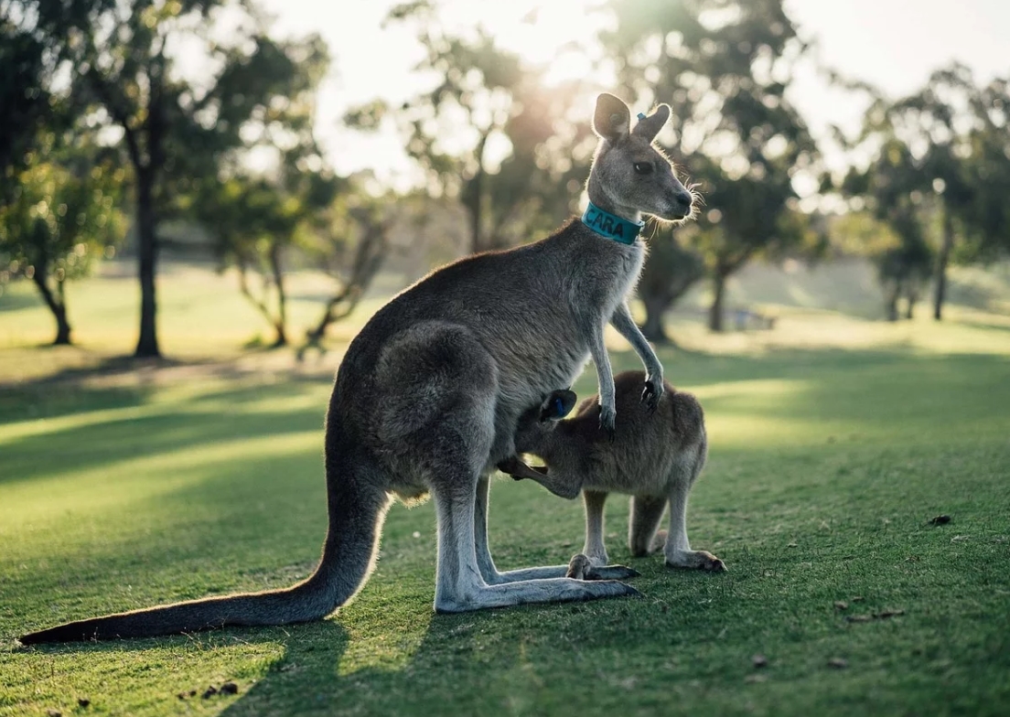 2020-01-13 16_40_09-Australië Kangoeroe Outback - Gratis foto op Pixabay.jpg