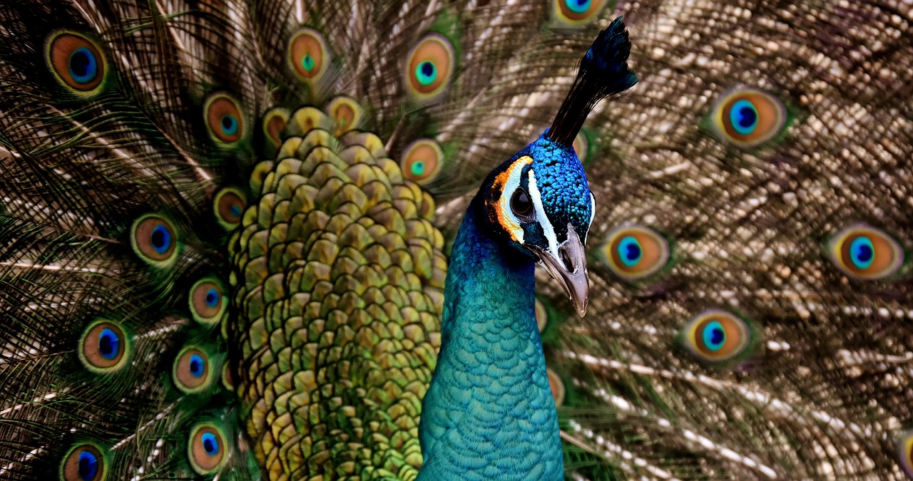 peacock-3080897_1280.jpg