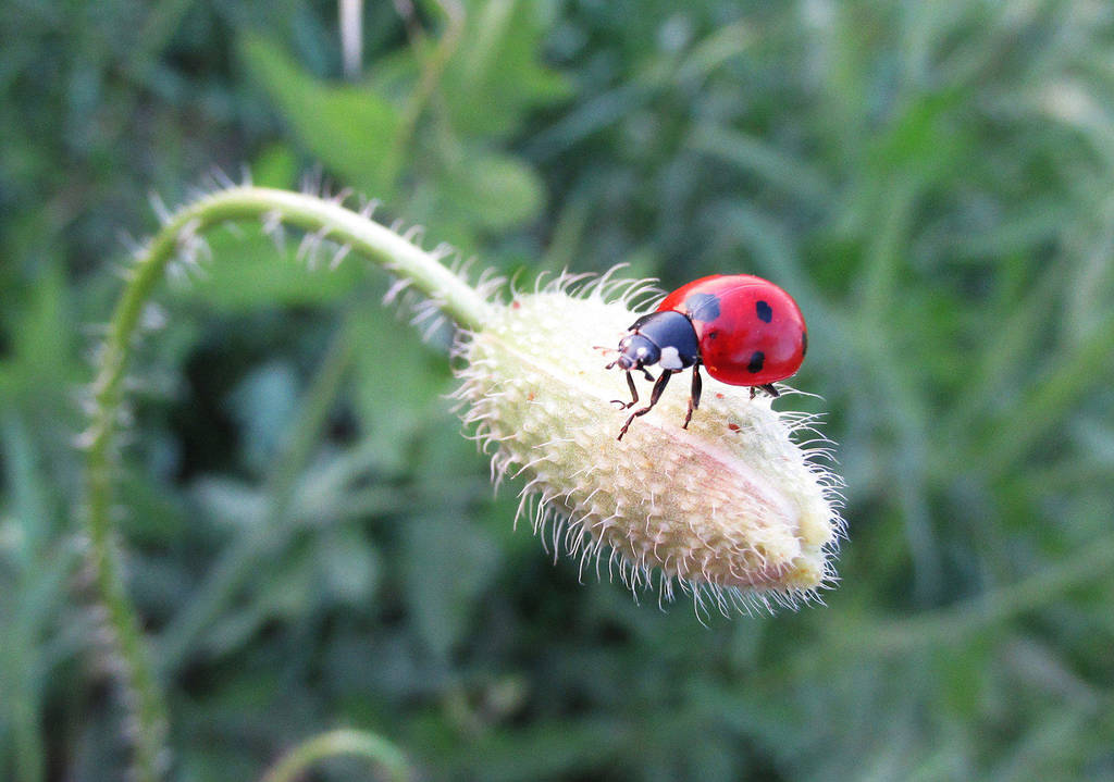 ladybug_photograph_by_kristyglas_da4d59j-fullview.jpg