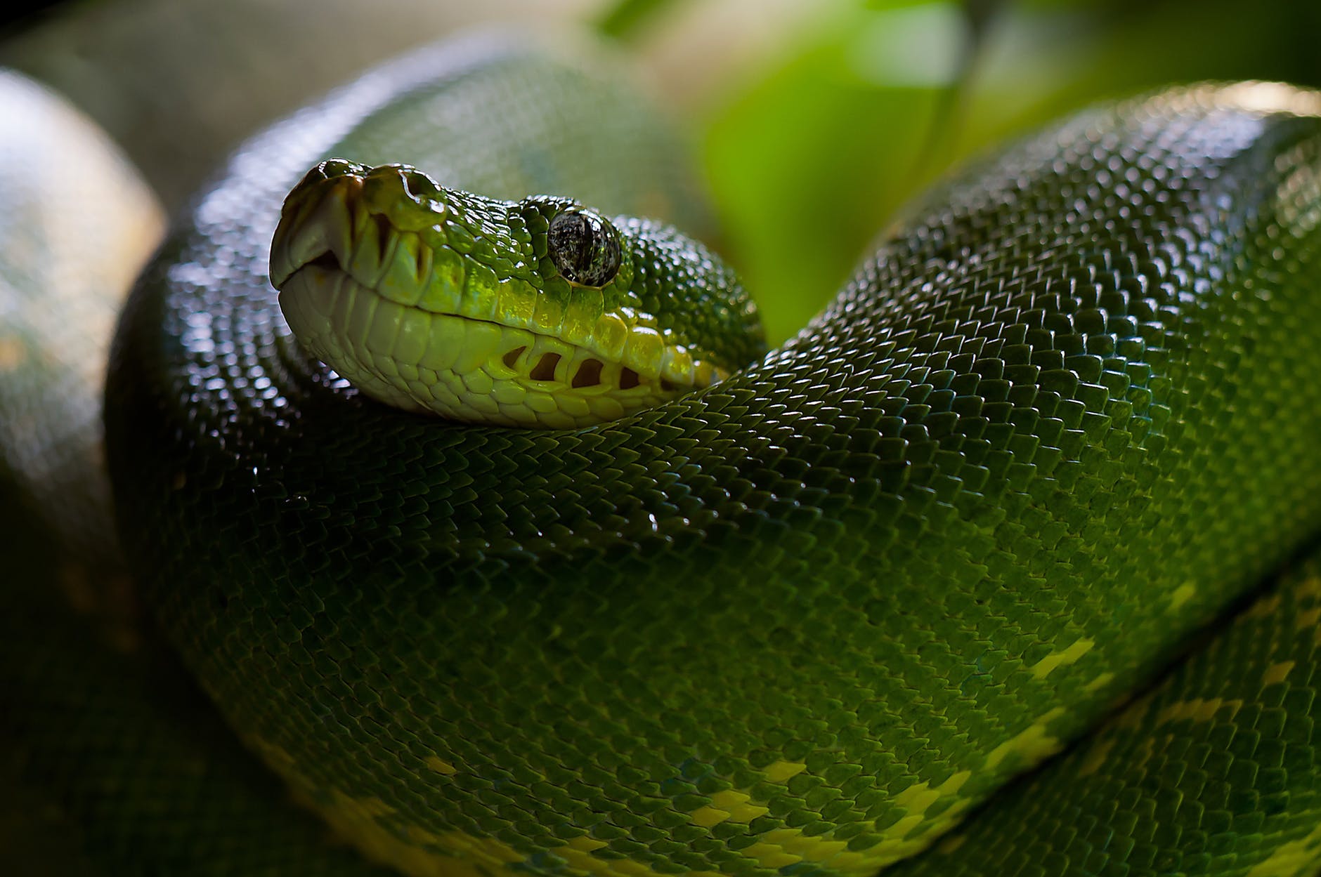 green-tree-python-snake-python-morelia-viridis-60512.jpeg