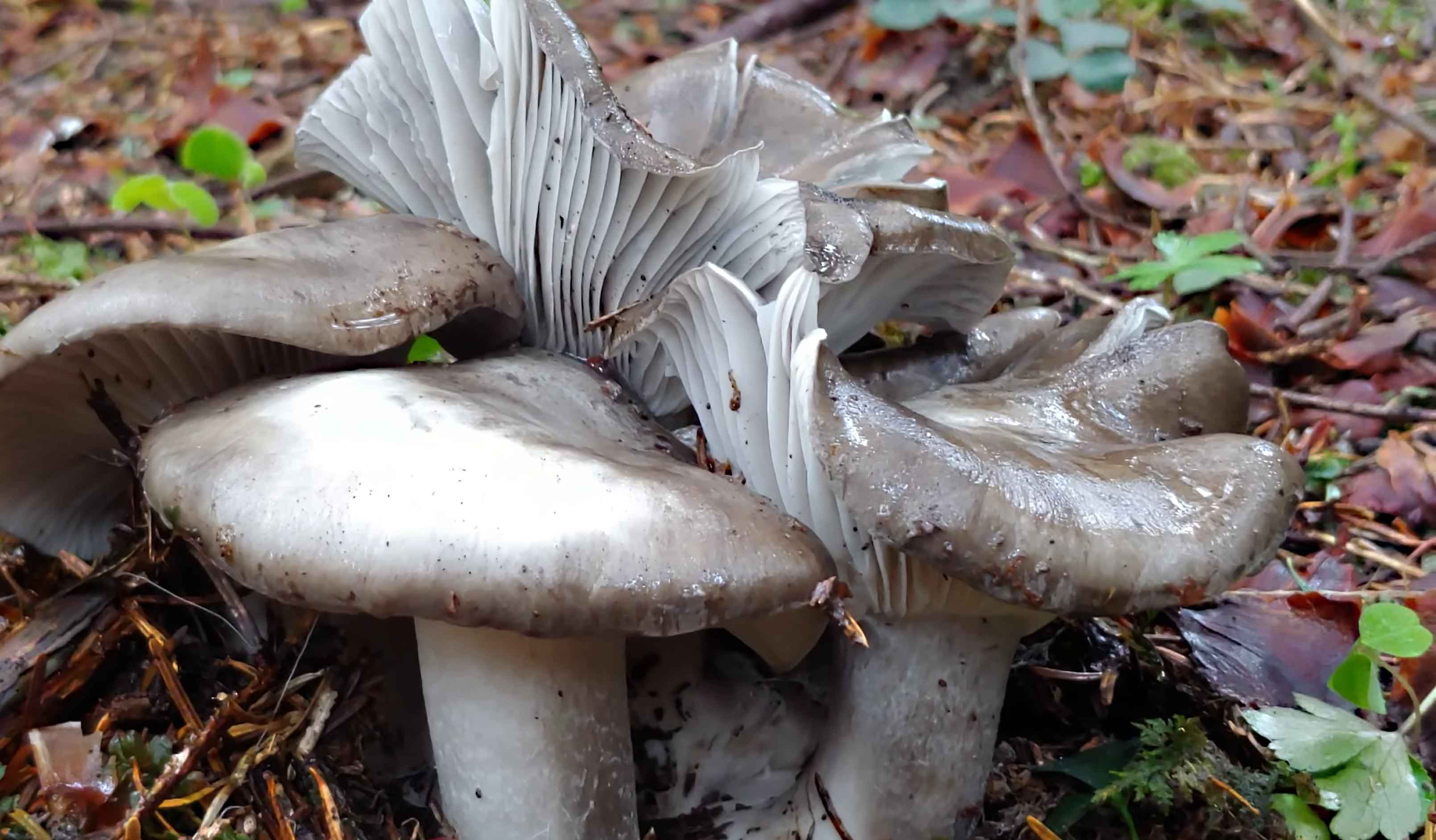 March mushroom - edible March mushrooms (Hygrophorus ...