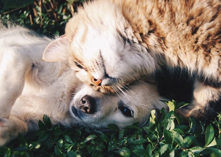 2019-12-05 14_18_22-Vrienden Kat En Hond Katten - Gratis foto op Pixabay.jpg