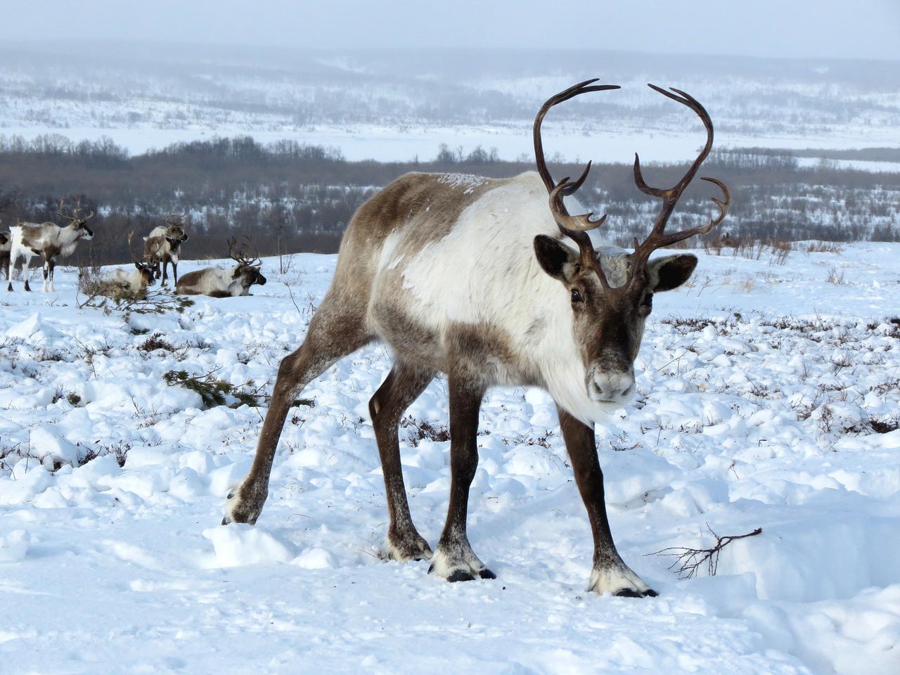 reindeer-2524815_1280.jpg
