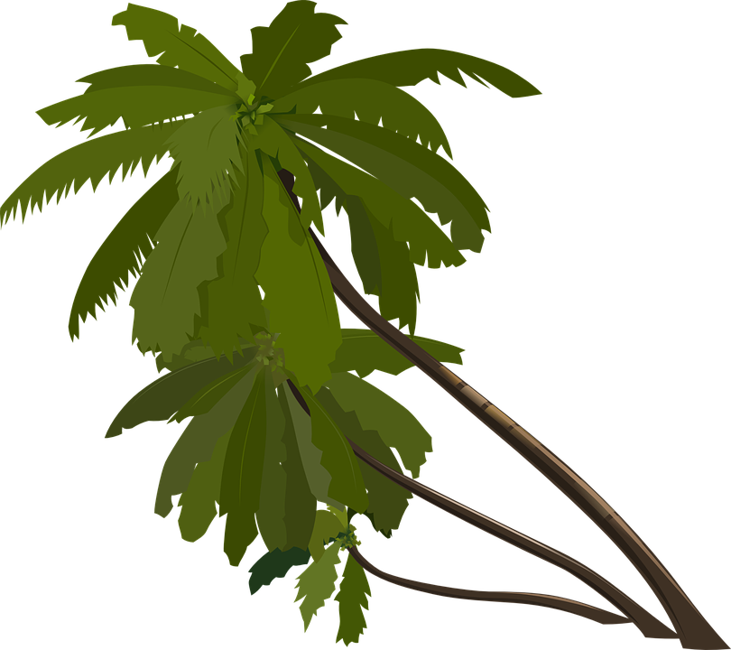 palm-trees-33334_960_720.png