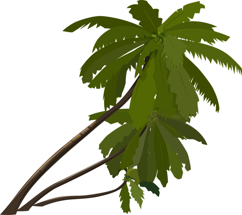 palm-trees-33334_960.png