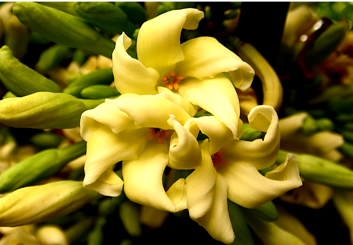 flor de lechoza 7.png