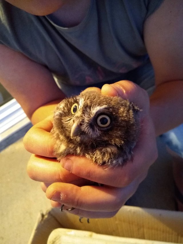 baby owl.jpg