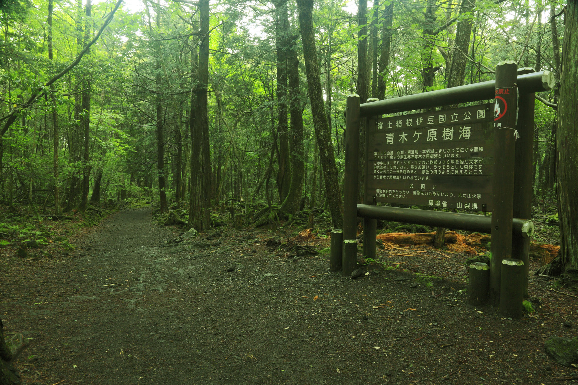 Aokigahara-bosque-suicidios.jpg