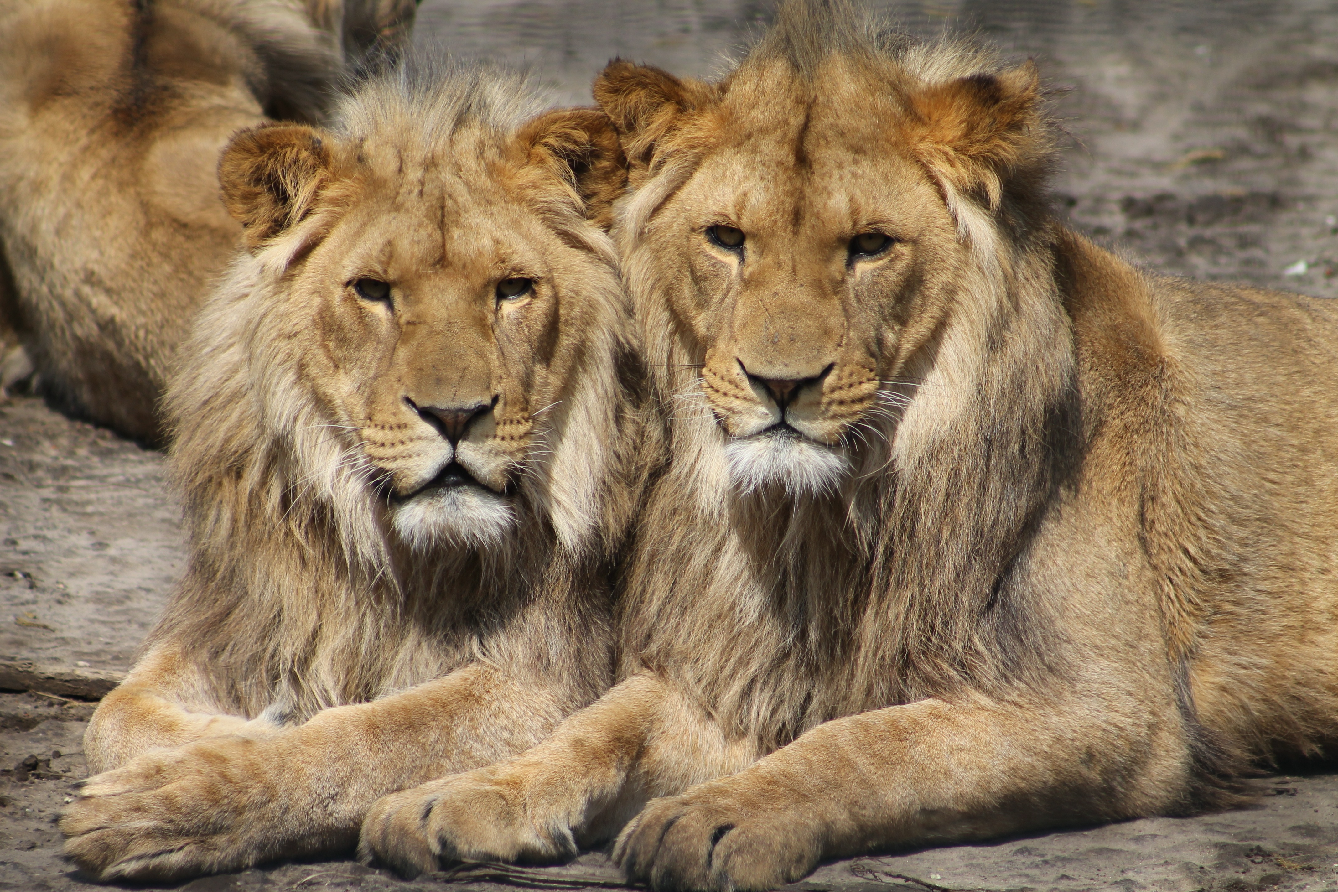 lions-1660044.jpg