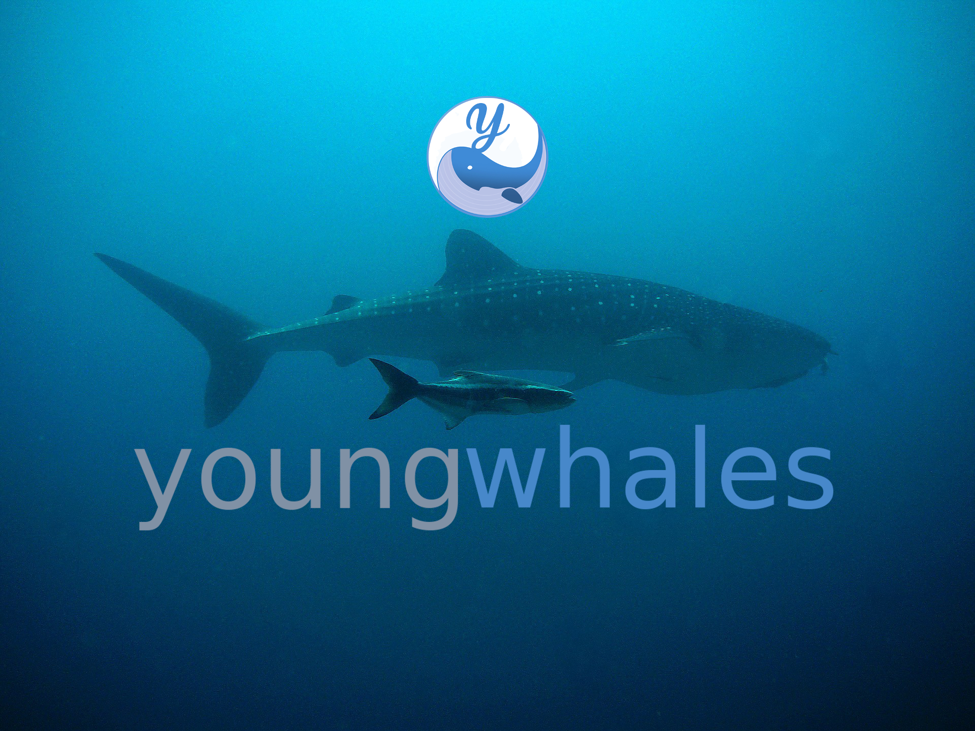 youngwhales-post-cover.jpg